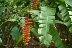 Heliconia rostrata